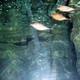 Longspine Snipefish