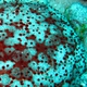 Schmedelian Pincushion Sea Star