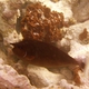 Spotted Unicornfish (Juvenile)