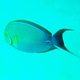 Yellowfin Surgeonfish