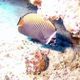 White Collar Butterflyfish