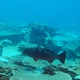 Blacksaddled Coral Grouper