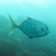 Blue-spined Trevally