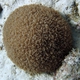 Common Mushroom Coral
