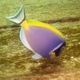 Powderblue Surgeonfish