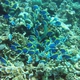 Powderblue Surgeonfish