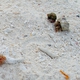 Australian Land Hermit Crab