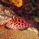 Coral Hawkfish