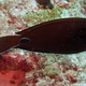 Indian Mimic Surgeonfish