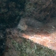 Red-spotted Blenny
