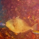 Yellowmargin Triggerfish