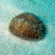Tear-lobed Coral