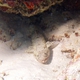 Slender Lizardfish