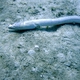 Reptilian Snake Eel