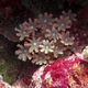 Corals of Papua New Guinea to be identified
