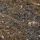 Long-rayed Sand Diver