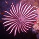 Robust Feather Star