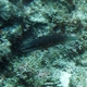 Cheek-lined Wrasse  (Juvenile)