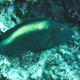 Bicolour Parrotfish