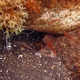 Moluccan Cardinalfish