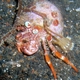 Anemone Hermit Crab