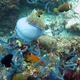 Coral Hind (Juvenile)