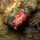 Tinctoria Nudibranch