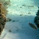 Golden-striped Soapfish