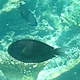 Thompson's Surgeonfish