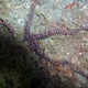 Elegant Brittle Sea Star