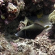 Halfmoon Triggerfish