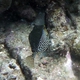 Solor Boxfish 