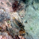 Batu Coris (Juvenile)