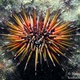 Needle-spines Sea Urchin