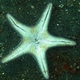 Honeycomb Sea Star