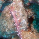 Much-desired Flabellina