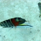 Red-breasted Wrasse