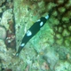 Axilspot Hogfish (Juvenile)