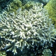 Formosa Coral