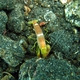 Fine-striped Snapping Shrimp