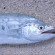 Double-spotted Queenfish