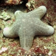 Granulated Sea Star