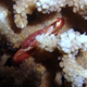 Lilac Coral Crab