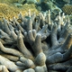 Monticulosa Staghorn Coral