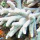 Robust Staghorn Coral