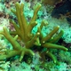 Robust Staghorn Coral