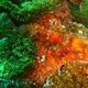 Papuan Scorpionfish