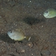 Humpnose Unicornfish (Juvenile)