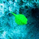 The Yellow Boxfish (Juvenile) - Whats That Fish!