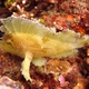 Leaf Scorpionfish